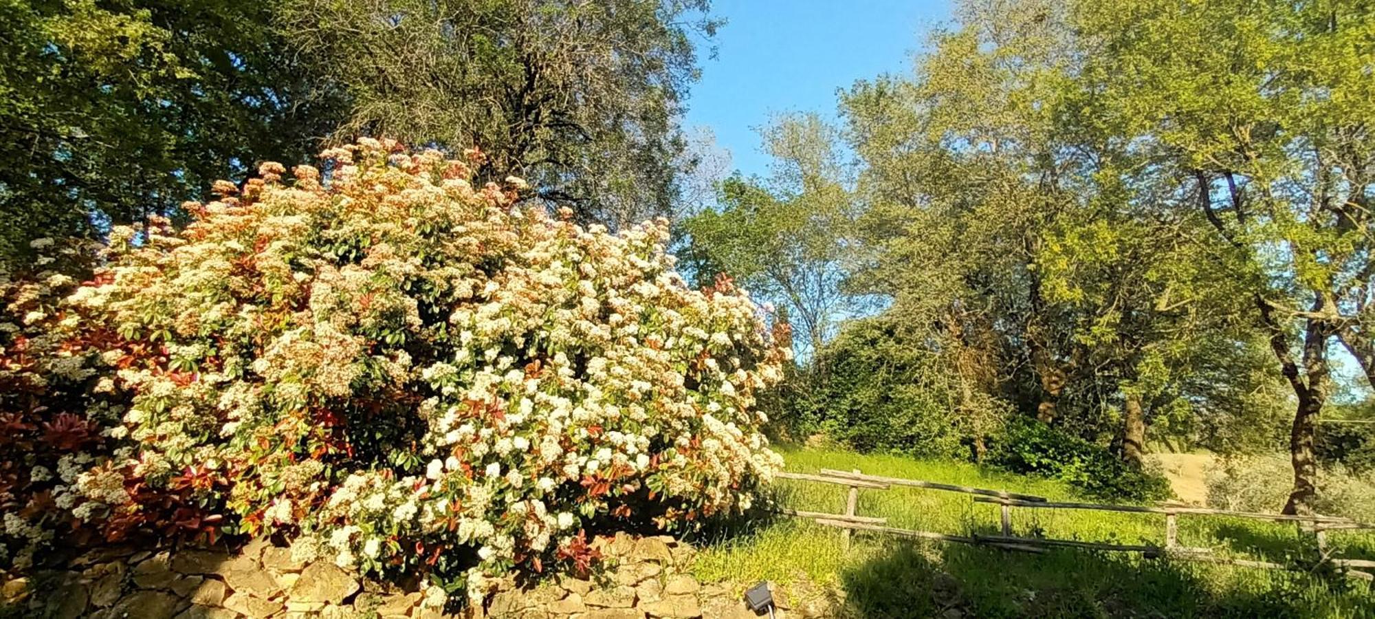 Casa In Maremma Leilighet Montemerano Eksteriør bilde