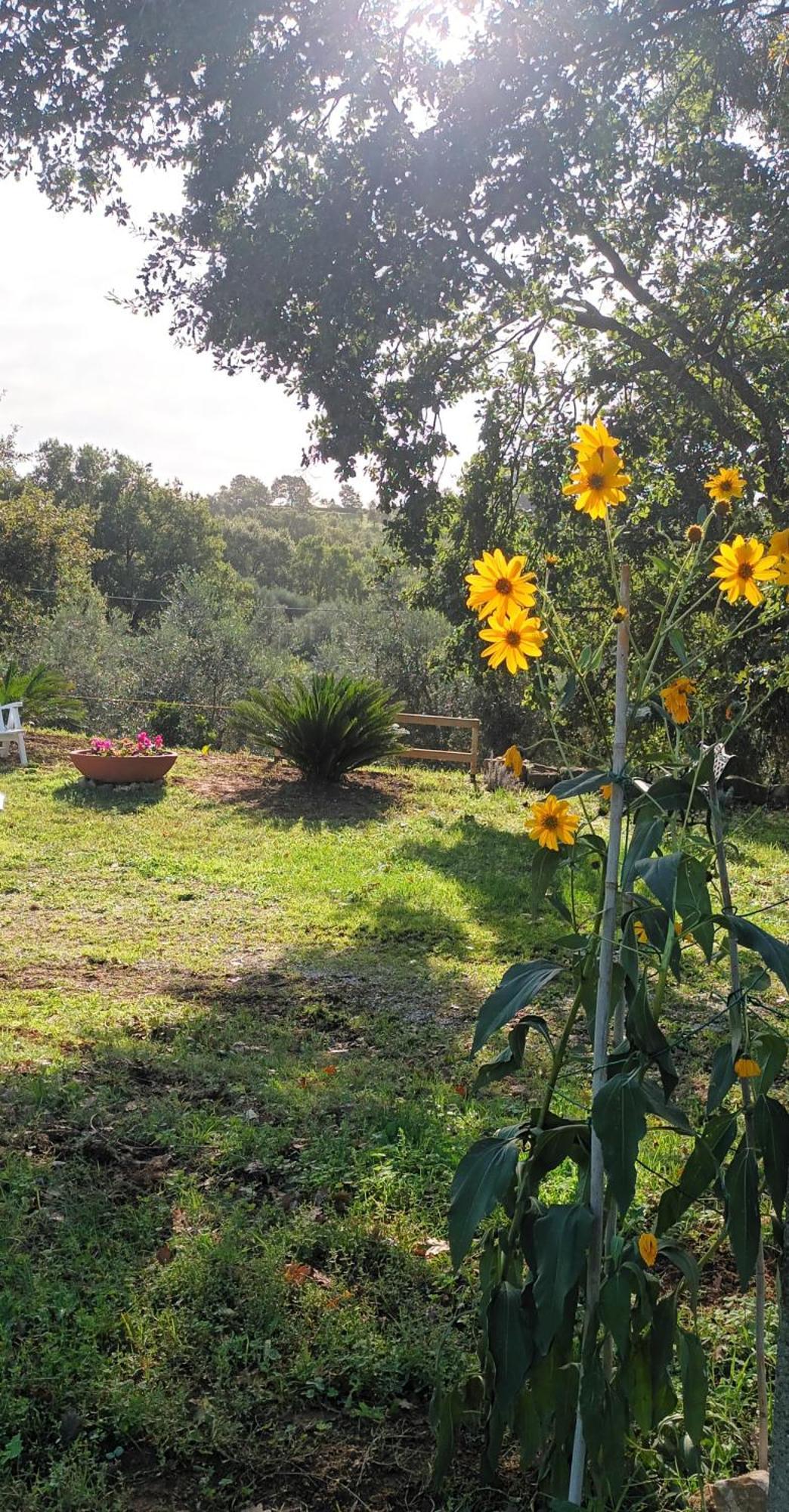 Casa In Maremma Leilighet Montemerano Eksteriør bilde