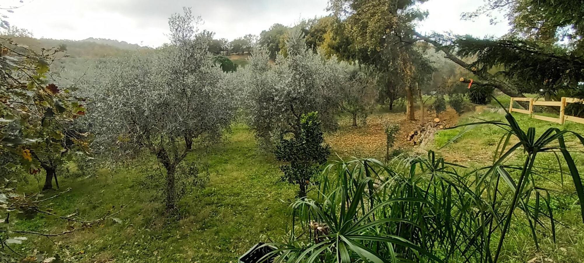 Casa In Maremma Leilighet Montemerano Eksteriør bilde